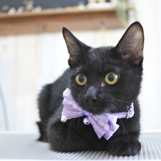 しあわせになって欲しい黒猫くん
