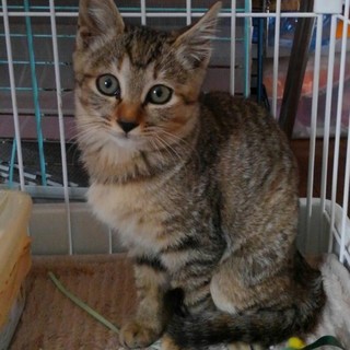 ありがとうございました