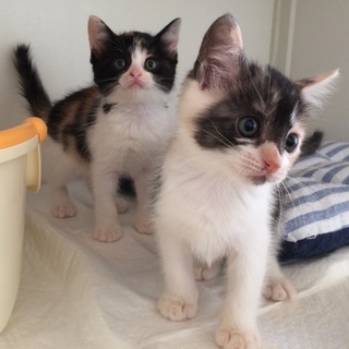 かわいすぎる三毛ミケ姉妹♡姉妹ペアで