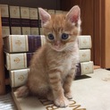 元気な茶トラの男の子です
