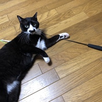 はなお