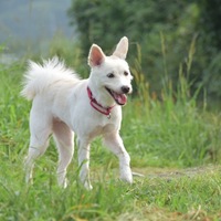 こはる