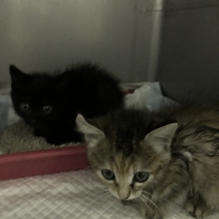 2ヶ月くらいの可愛い子猫姉妹です