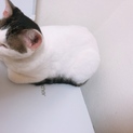 メス 2歳半