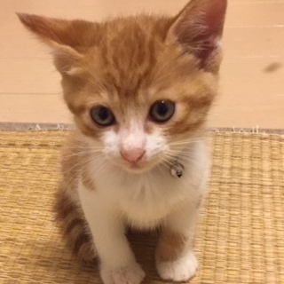 人が好きな子です