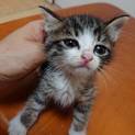 生後1ヶ月半のオスの子猫