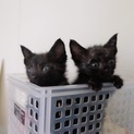 可愛い黒猫兄弟