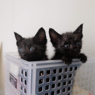 可愛い黒猫兄弟