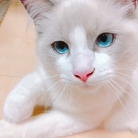 チロ