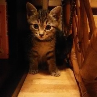 丸顔のかわいいキジくん