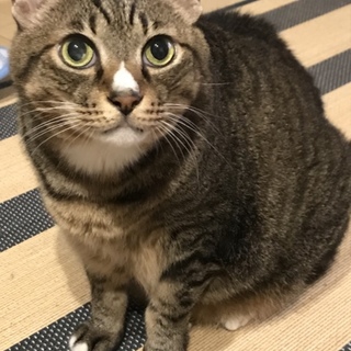 おとなしい、おじいちゃん猫です。