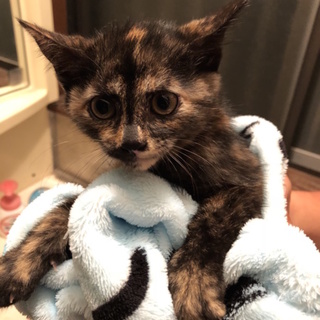 賢いサビ猫のロイスちゃん☆