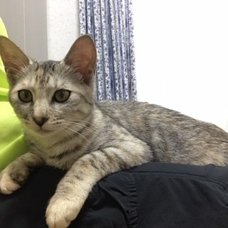 甘えたベス膝のり抱っこOK