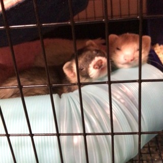 フェレット3匹