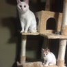 タワーで同じポーズ