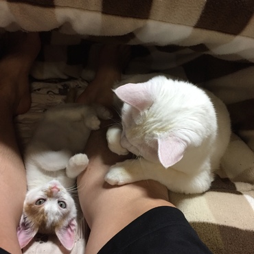 こたつからひょっこり