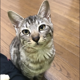 甘えん坊ベガくん。膝のり抱っこOK