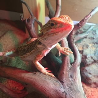 フトアゴヒゲトカゲベビー