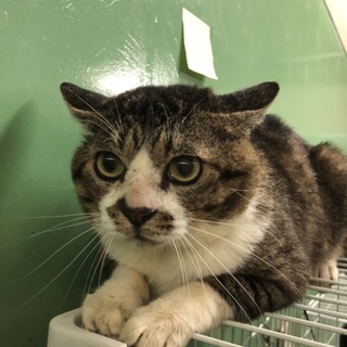 ボス顔だけど、臆病な可愛い男の子 「コテツくん」