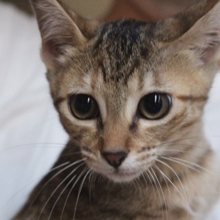 恥ずかしがり屋で控えめな、あんこちゃん