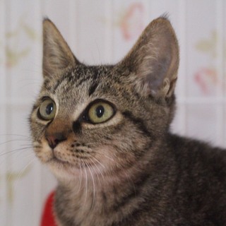 丸顔のかわいい女の子