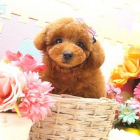 もっぷ