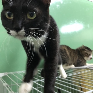 元気いっぱいの男の子 「ボルトくん」