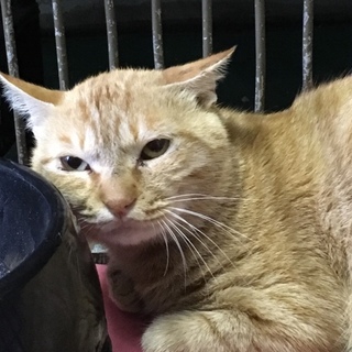 明るい色合いの毛並み大柄な子