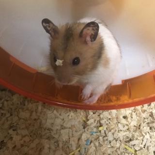一歳のハムスターくん