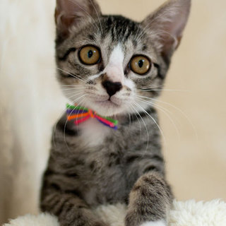 キジ白の女の子