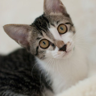 キジ白の男の子