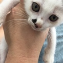 個性的な可愛いさのホクロちゃん