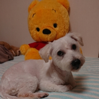 ウェスティ系MIX(オス5歳位)ハク