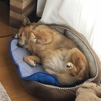 ナナ