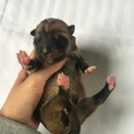屋久島犬