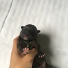 屋久島犬 サムネイル2