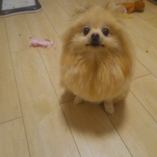 可愛いポメです♪