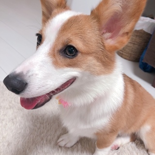お願いします、コーギー♀8ヶ月です