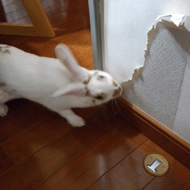 すっかりご無沙汰してしまいましたが、毎日イタズラいっぱい元気いっぱいです。