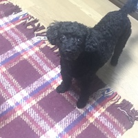 ビビ