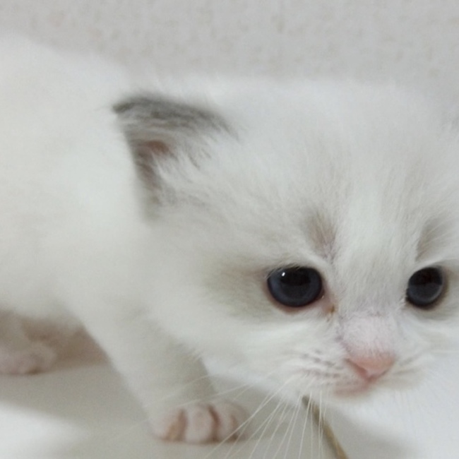 vivi1028のカバー写真