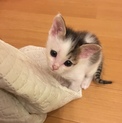 ◆ハートのハルちゃん 子猫 1.5ヶ月齢◆
