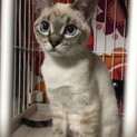 大家族さんの可愛いシャムMIXくん(=^ェ^=)