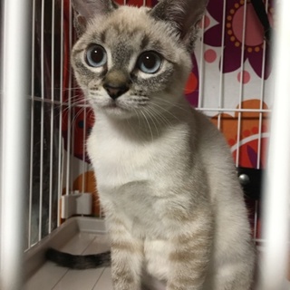 大家族さんの可愛いシャムMIXくん(=^ェ^=)