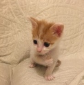 ◆お団子 アキ君 子猫 1.5ヶ月齢◆