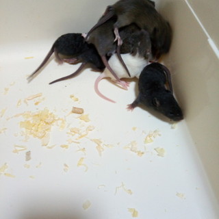 ファンシーラットの里親募集してます！！