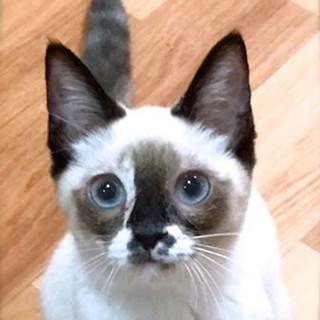 5ヵ月半【10/14東銀座・譲渡会】テトちゃん