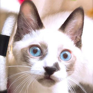 ７ヶ月半シャム系【12/24東銀座譲渡会】ポット君