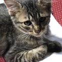子猫♂生後約4カ月、キジトラです。
