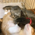 かわいらしい子猫もらって下さい